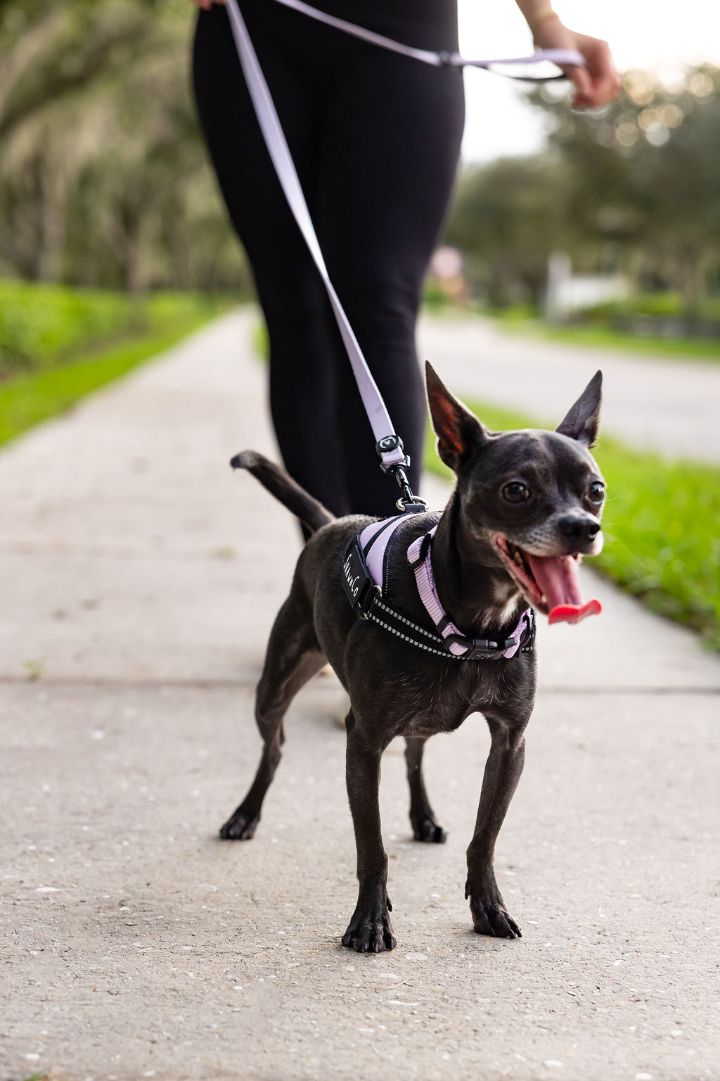 ShawnCo Essential Pro Dog Harness