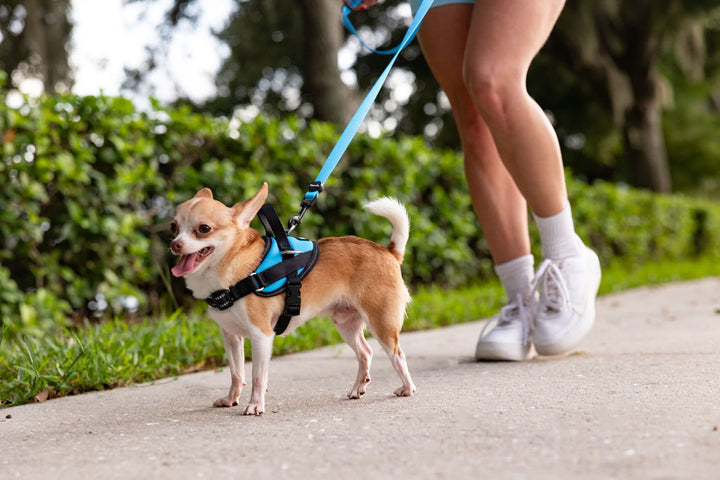 ShawnCo Dream Walk Dog Leash