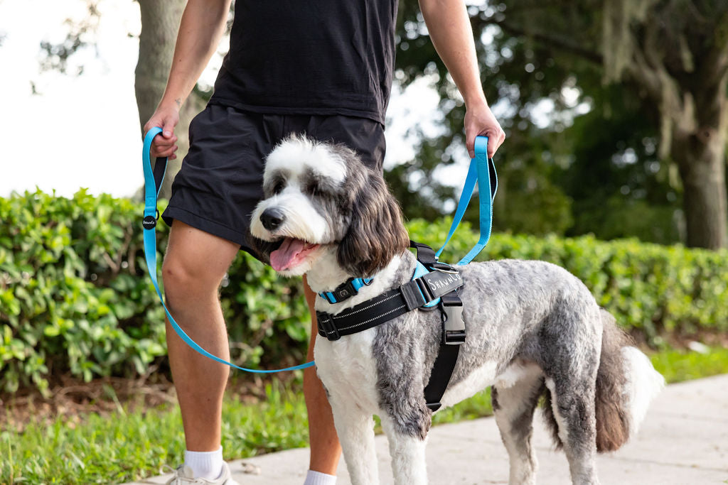 ShawnCo Essential Pro Dog Harness