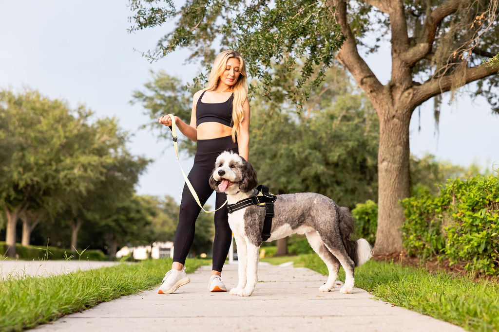 ShawnCo Dream Walk Dog Leash