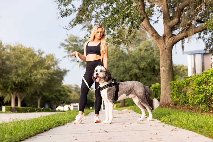 ShawnCo Essential Dog Harness