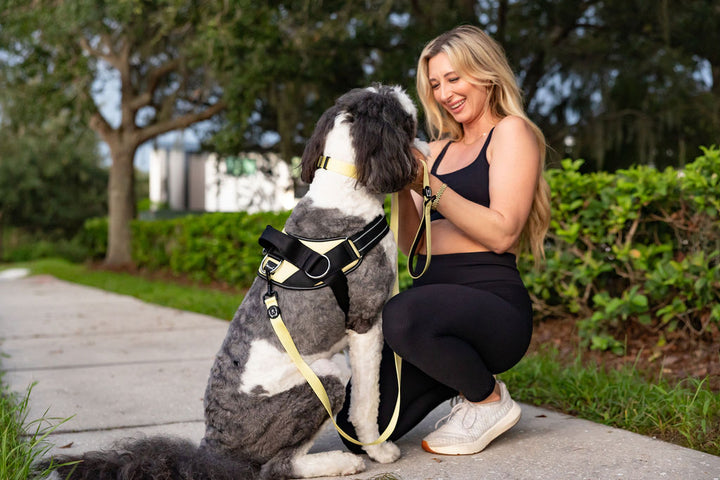 ShawnCo Dream Walk Dog Leash