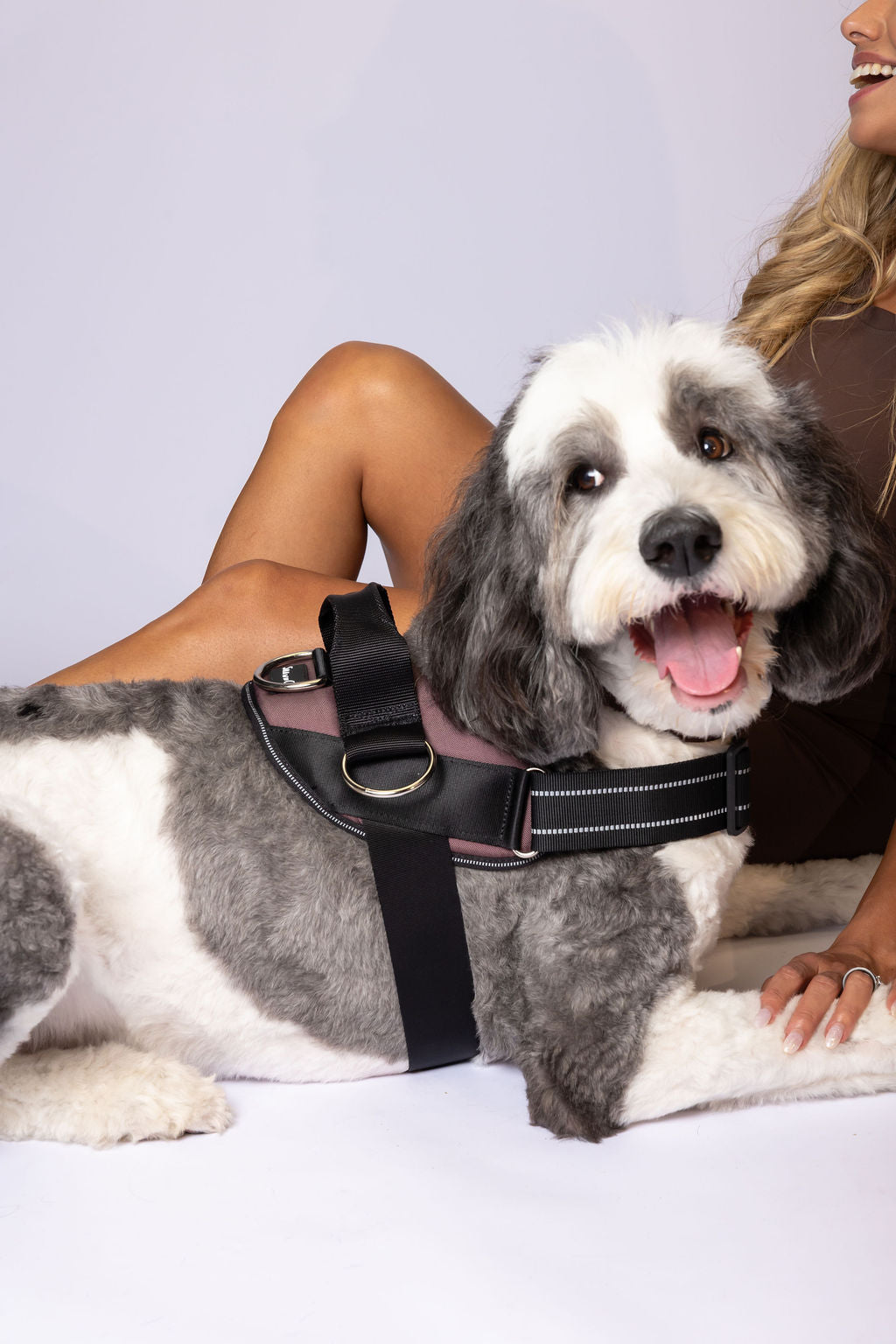 ShawnCo Essential Dog Harness
