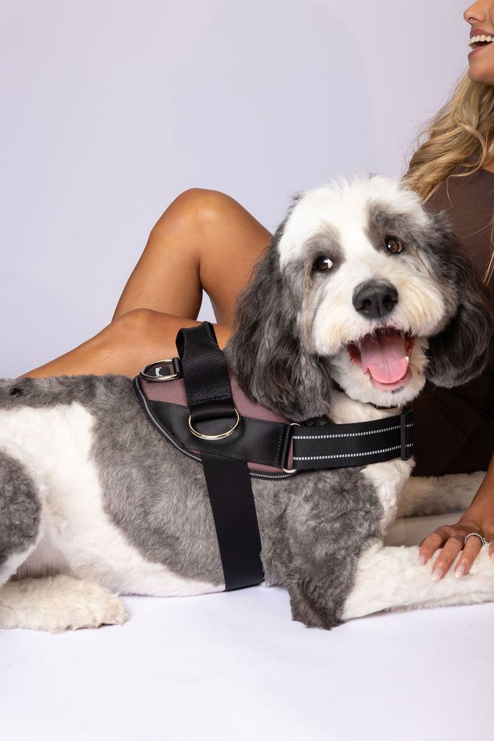 ShawnCo Essential Dog Harness