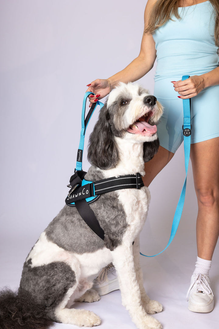 ShawnCo Dream Walk Dog Leash