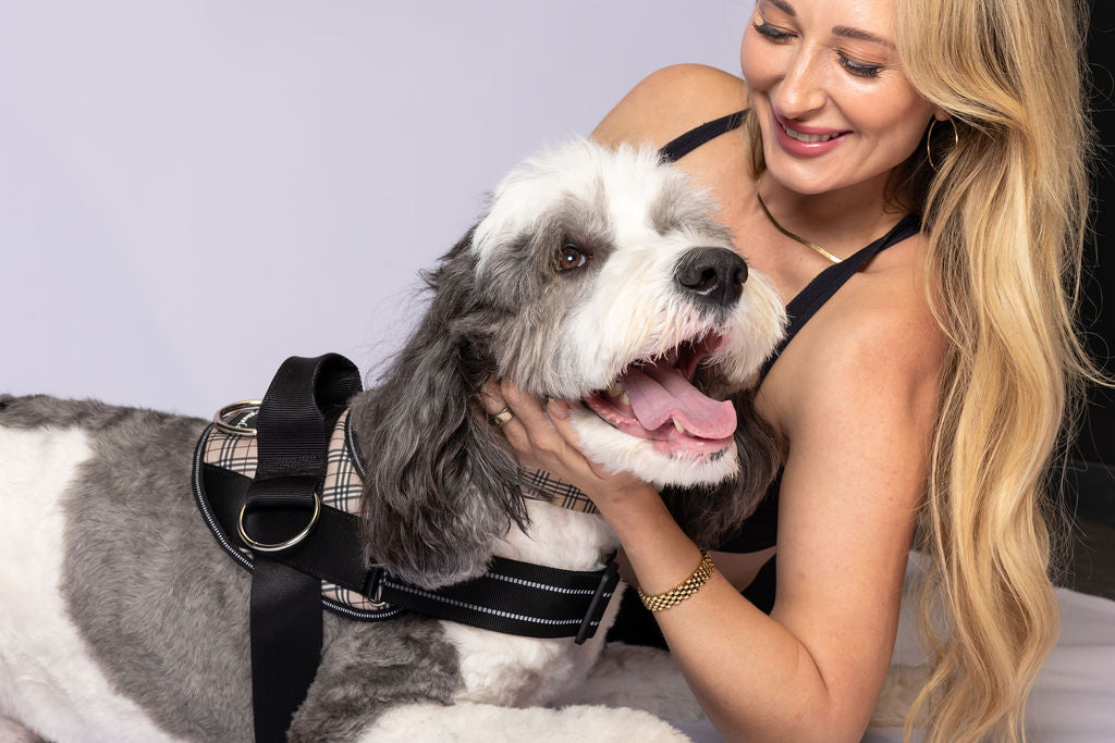 ShawnCo Essential Dog Harness