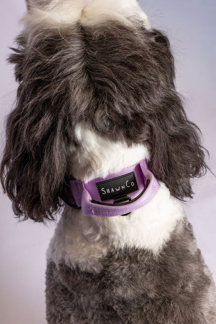 ShawnCo Basecamp Dog Collar