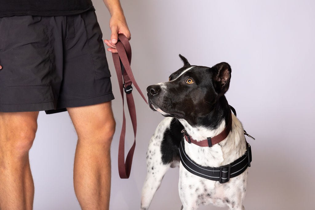 ShawnCo Dream Walk Dog Leash