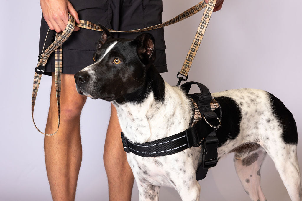 ShawnCo Dream Walk Dog Leash