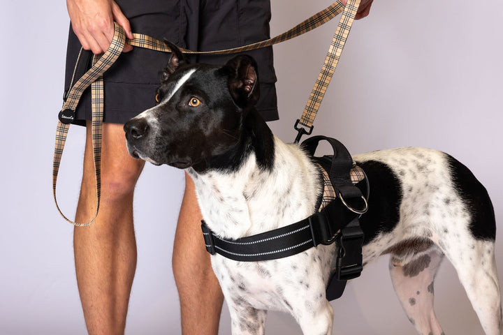 ShawnCo Dream Walk Dog Leash