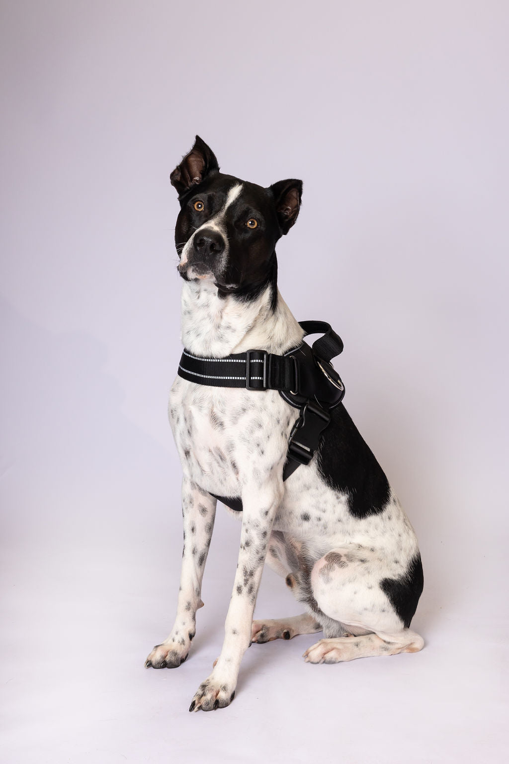 ShawnCo Essential Dog Harness