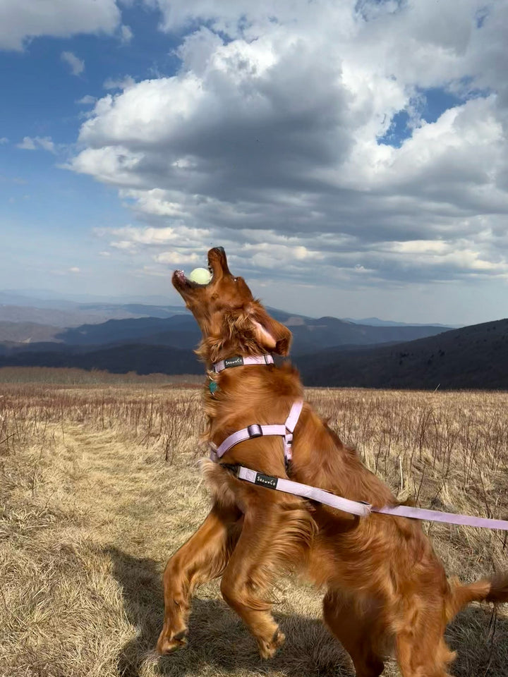 ShawnCo Dream Walk Dog Collar