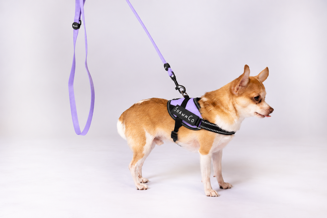 ShawnCo Essential Pro Dog Harness