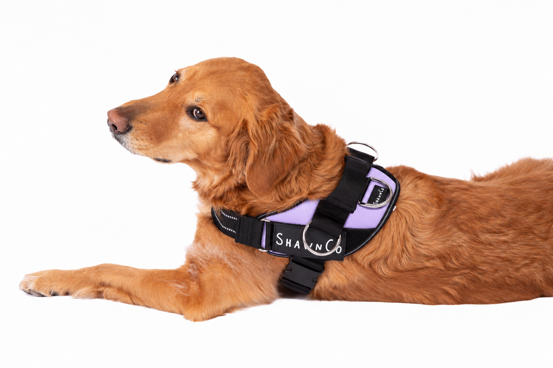 ShawnCo Essential Pro Dog Harness