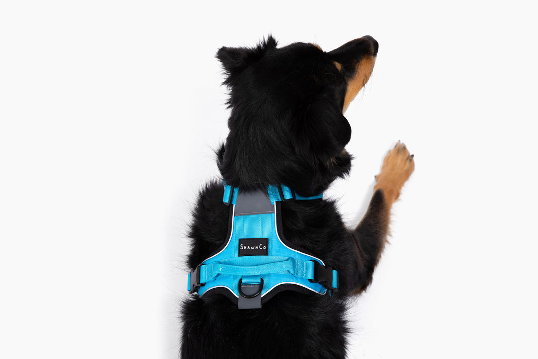 ShawnCo Basecamp Dog Harness