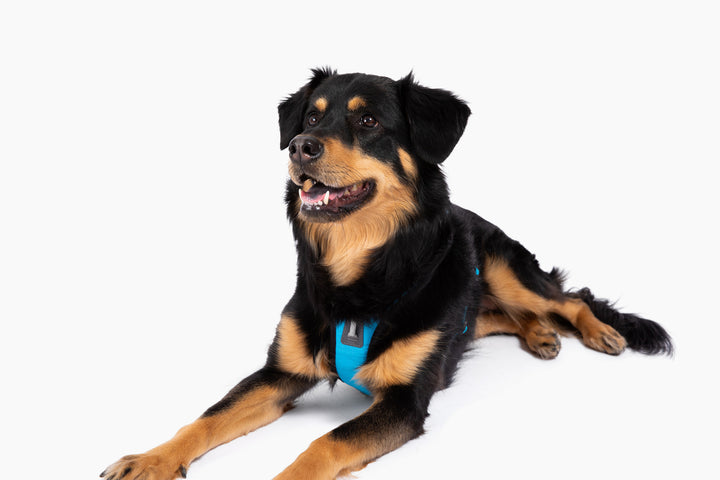 ShawnCo Basecamp Dog Harness