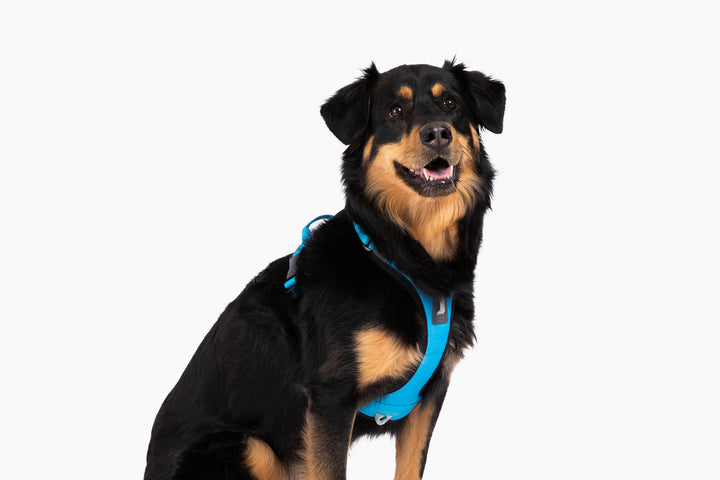 ShawnCo Basecamp Dog Harness