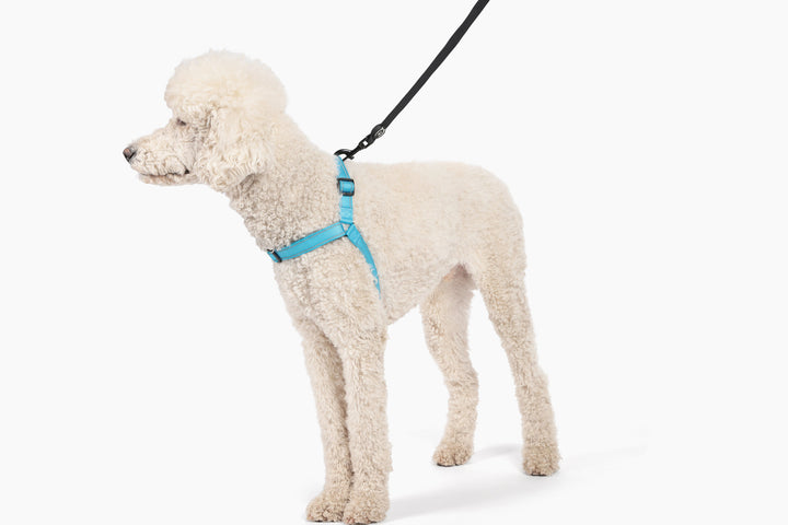ShawnCo Dream Walk Pro Dog Harness