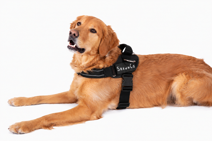 ShawnCo Essential Pro Dog Harness