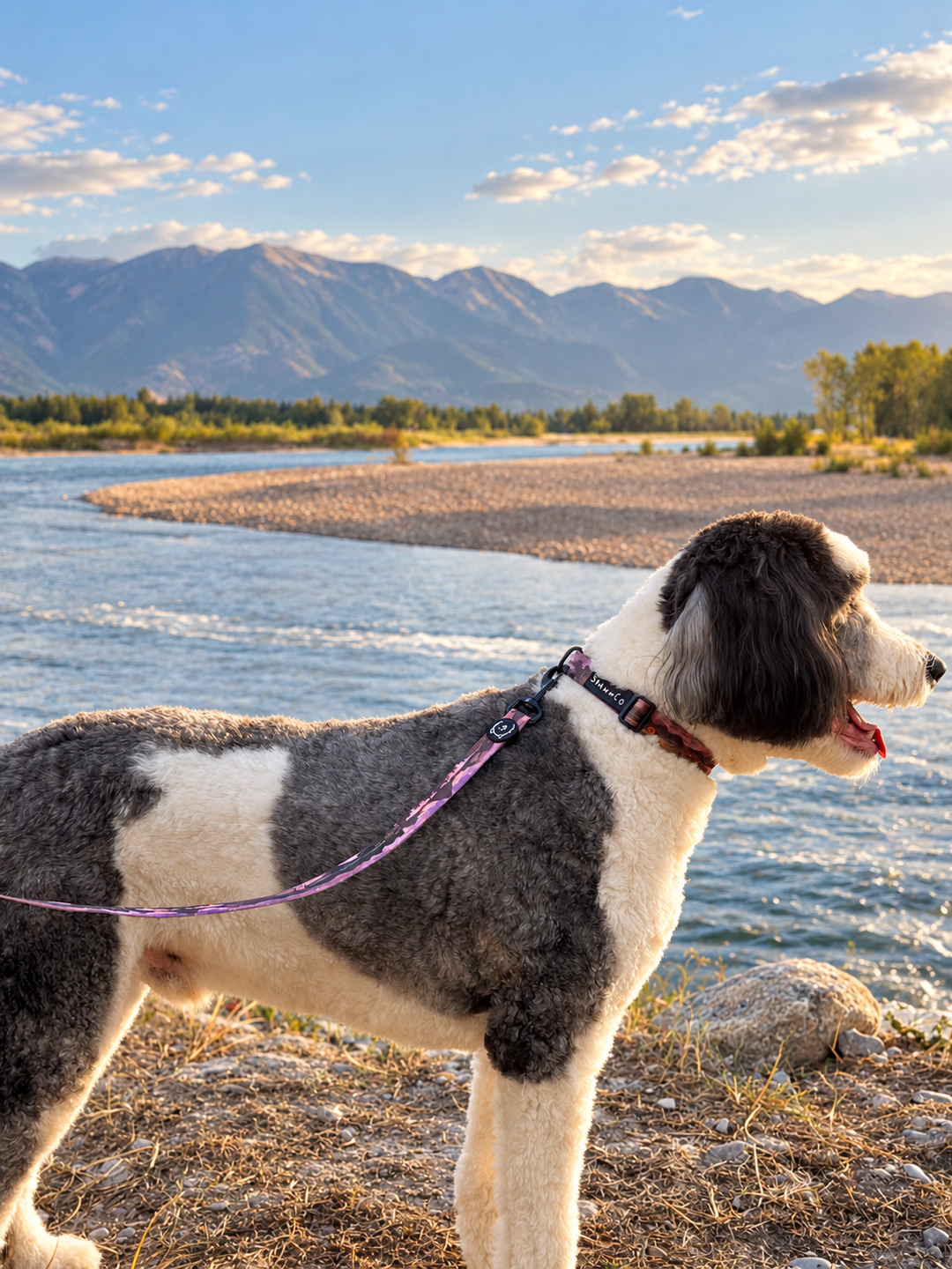 ShawnCo Dream Walk Dog Collar