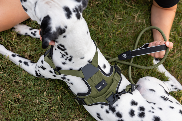 ShawnCo Basecamp Dog Harness