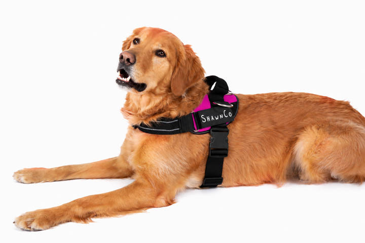 ShawnCo Essential Pro Dog Harness