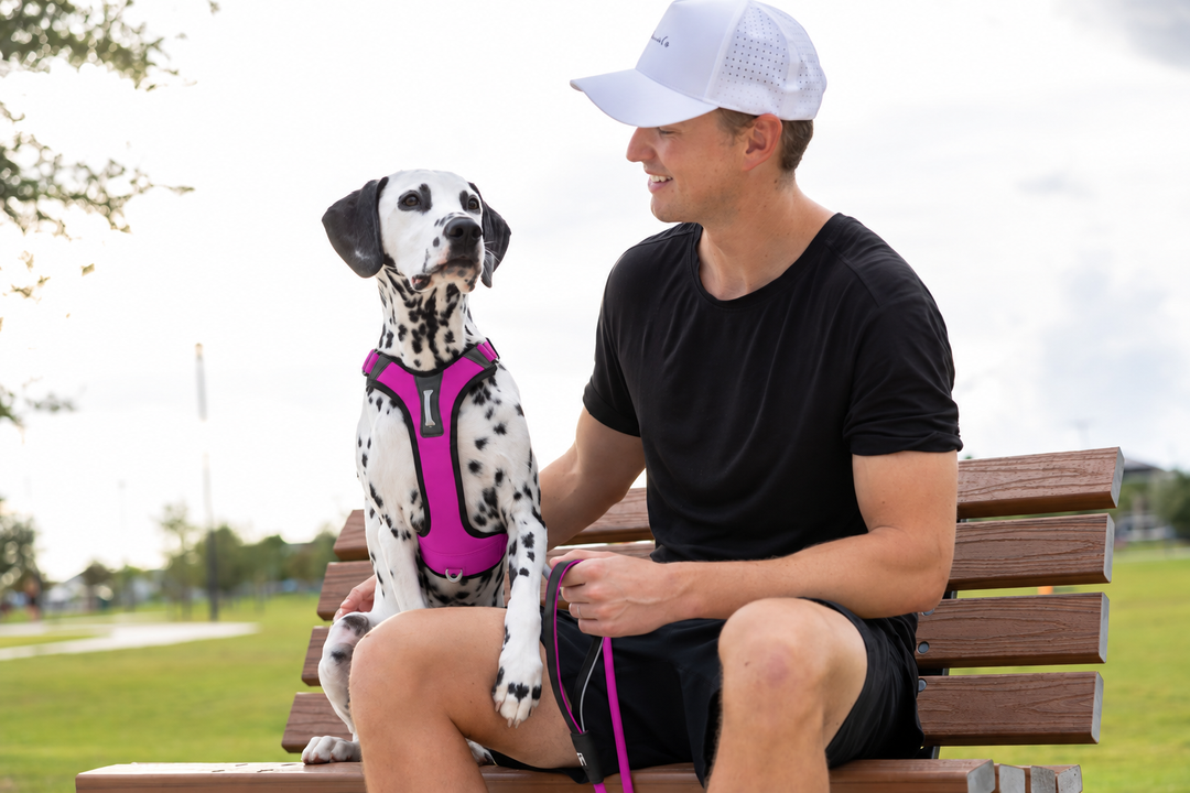ShawnCo Basecamp Dog Harness