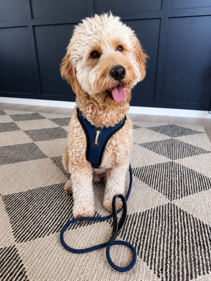 ShawnCo Basecamp Rope Dog Leash