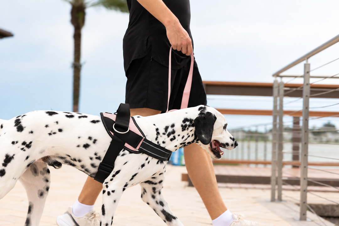 ShawnCo Dream Walk Dog Leash