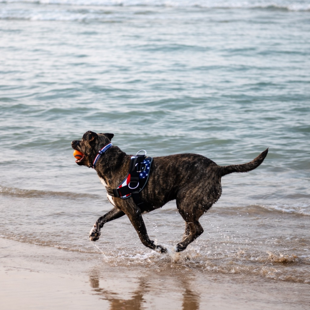 ShawnCo Essential Dog Harness