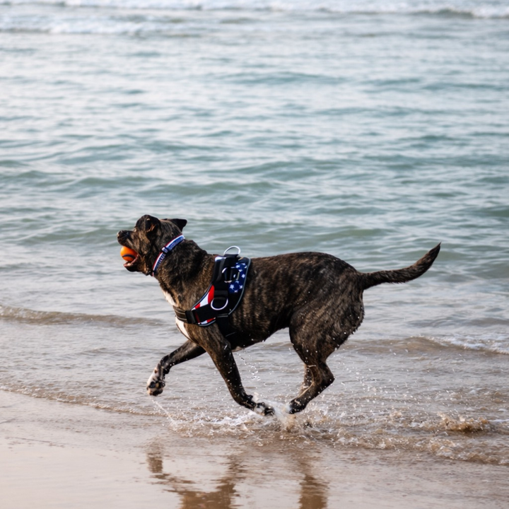 ShawnCo Essential Dog Harness