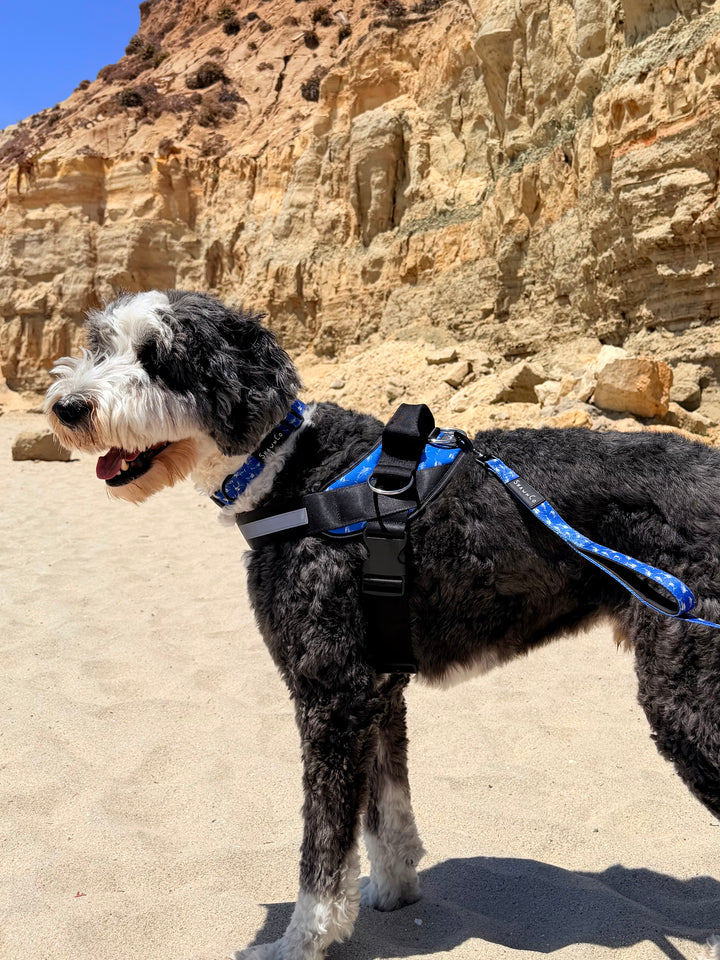 ShawnCo Dream Walk Dog Leash