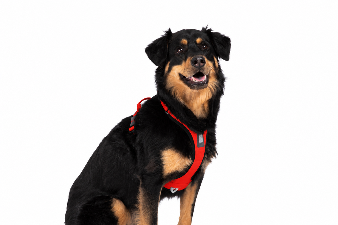 ShawnCo Basecamp Dog Harness