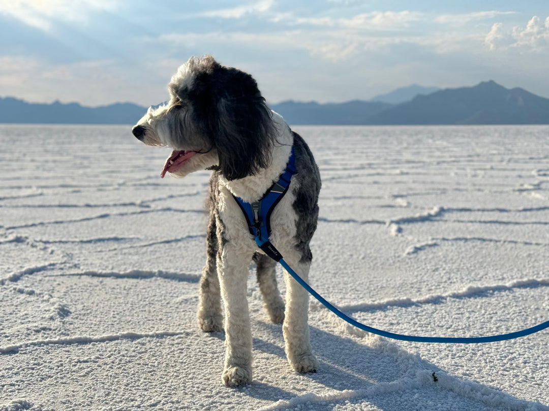 ShawnCo Basecamp Dog Harness