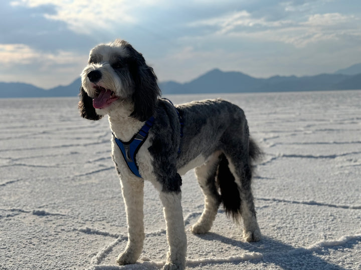 ShawnCo Basecamp Dog Harness