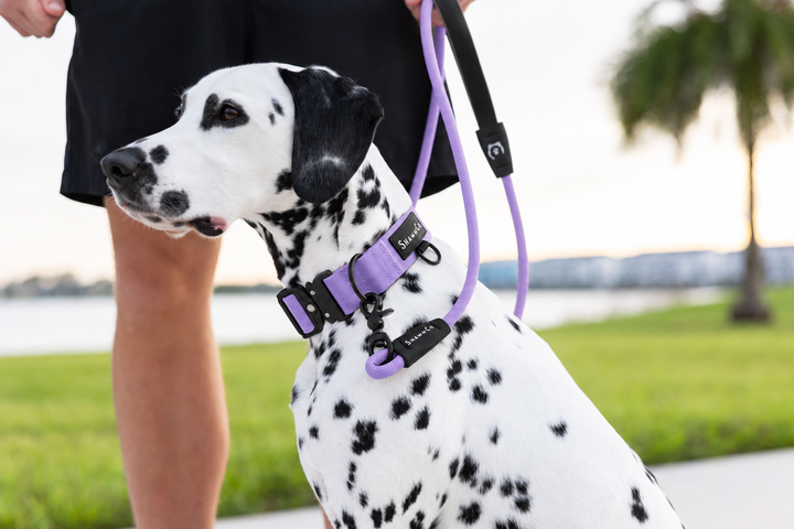 ShawnCo Basecamp Dog Collar