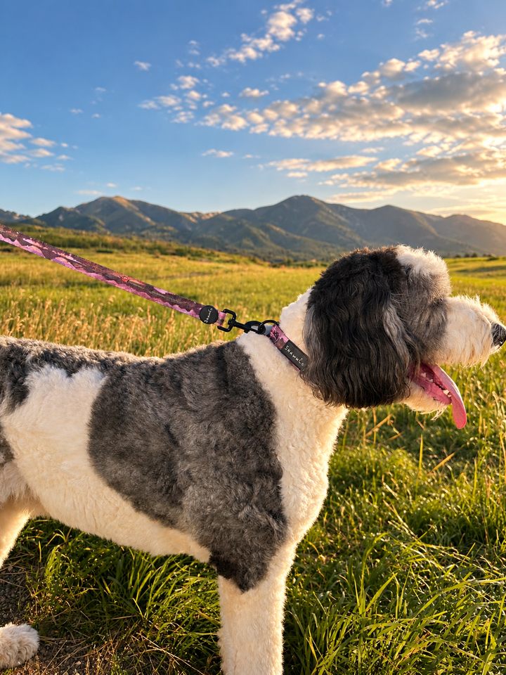 ShawnCo Dream Walk Dog Leash