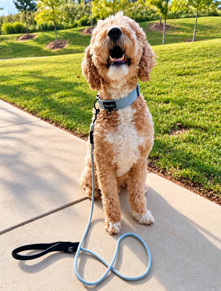 ShawnCo Basecamp Dog Collar