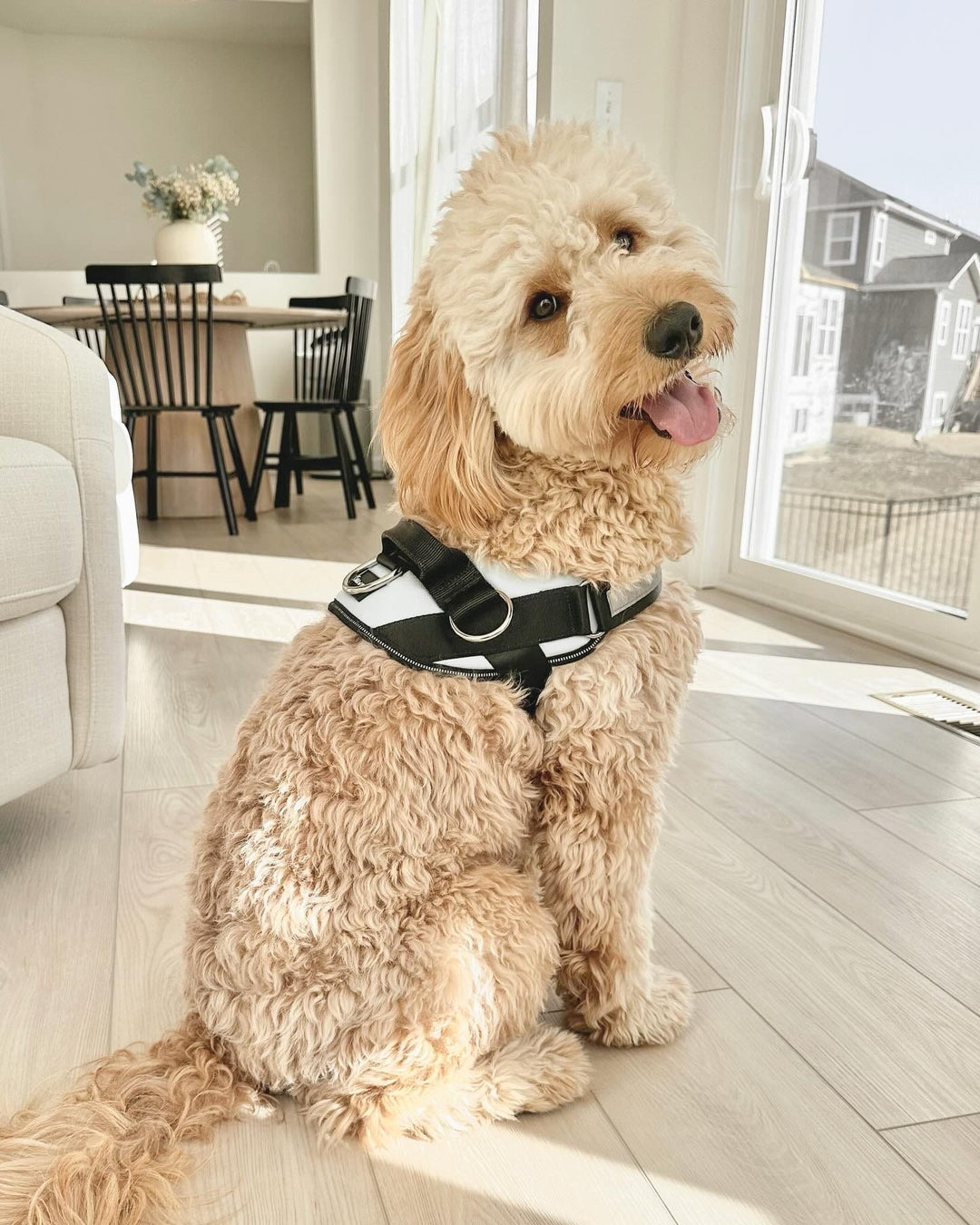 ShawnCo Essential Dog Harness