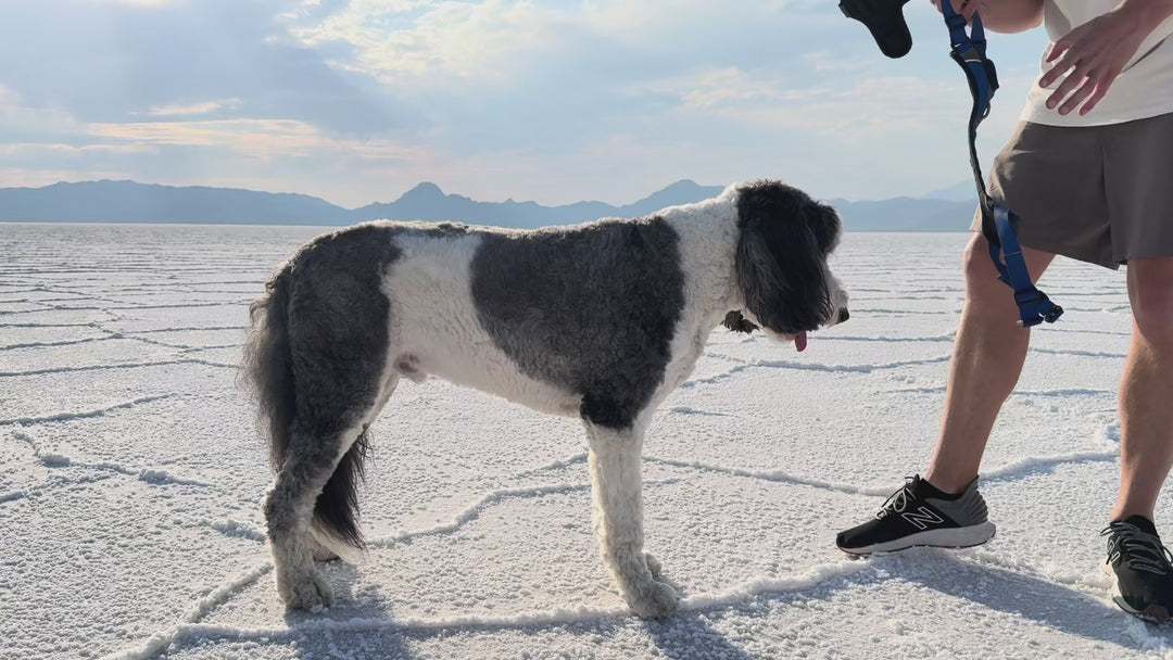 ShawnCo Basecamp Dog Harness