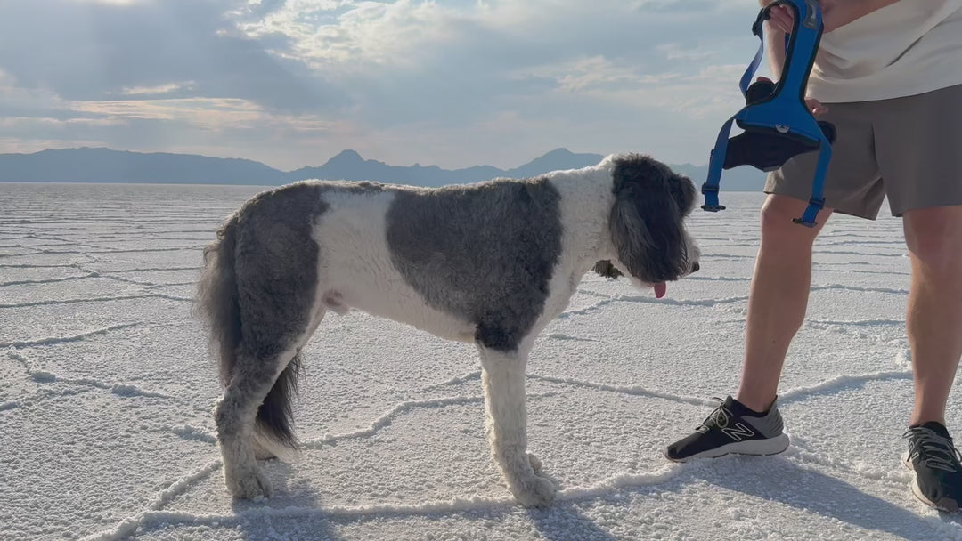 ShawnCo Basecamp Dog Harness