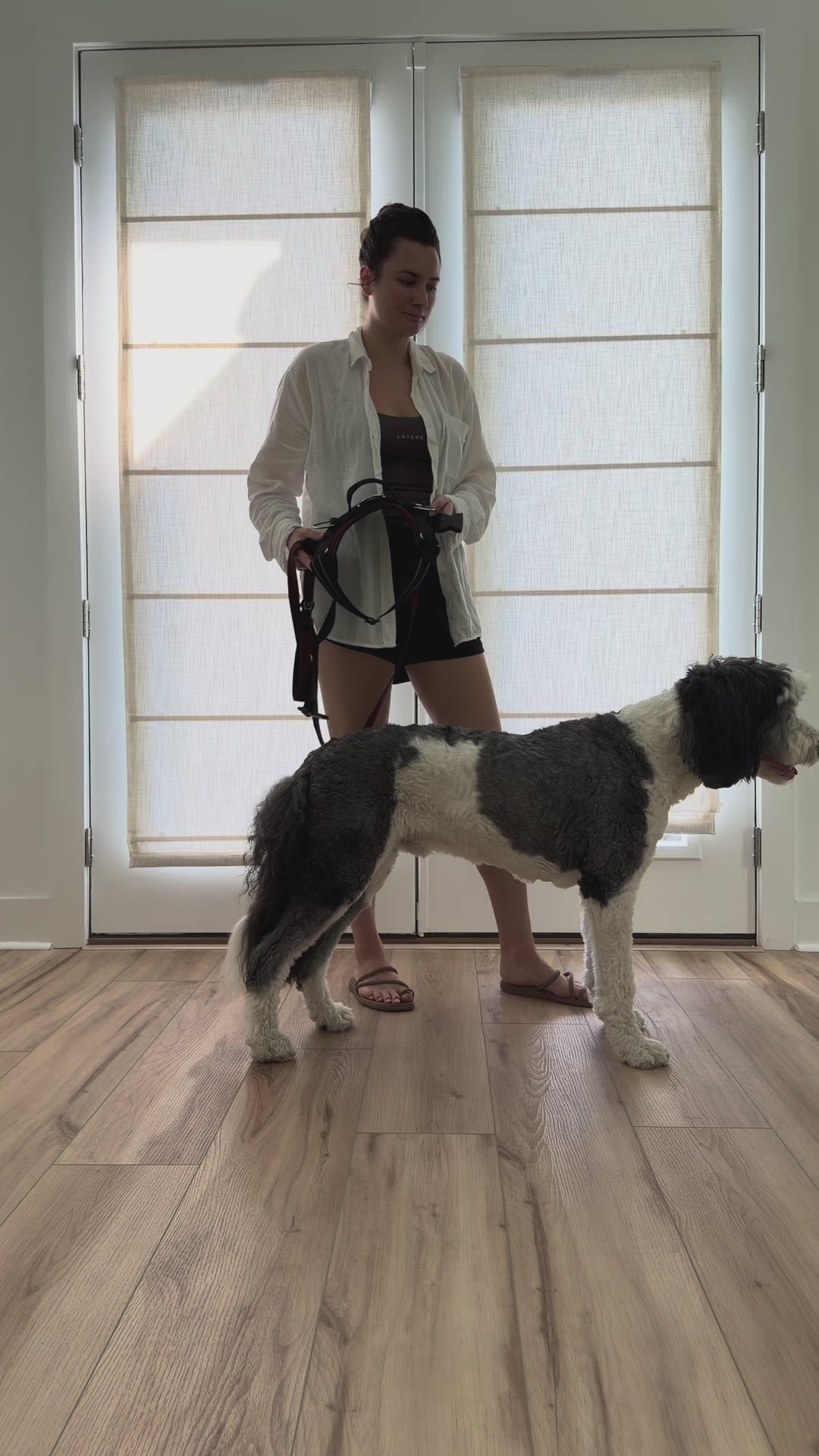 ShawnCo Essential Dog Harness