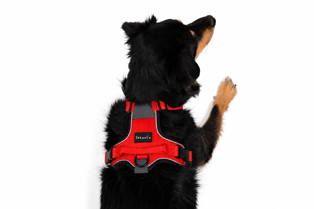 ShawnCo Basecamp Dog Harness